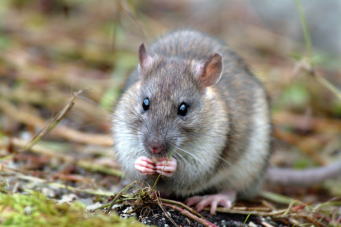 La bactérie de la peste se développe chez les rats.