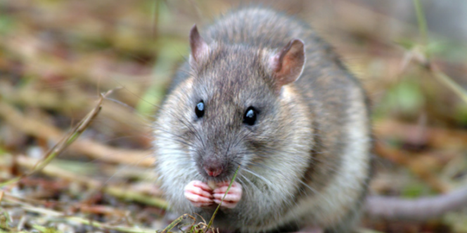 La bactérie de la peste se développe chez les rats.