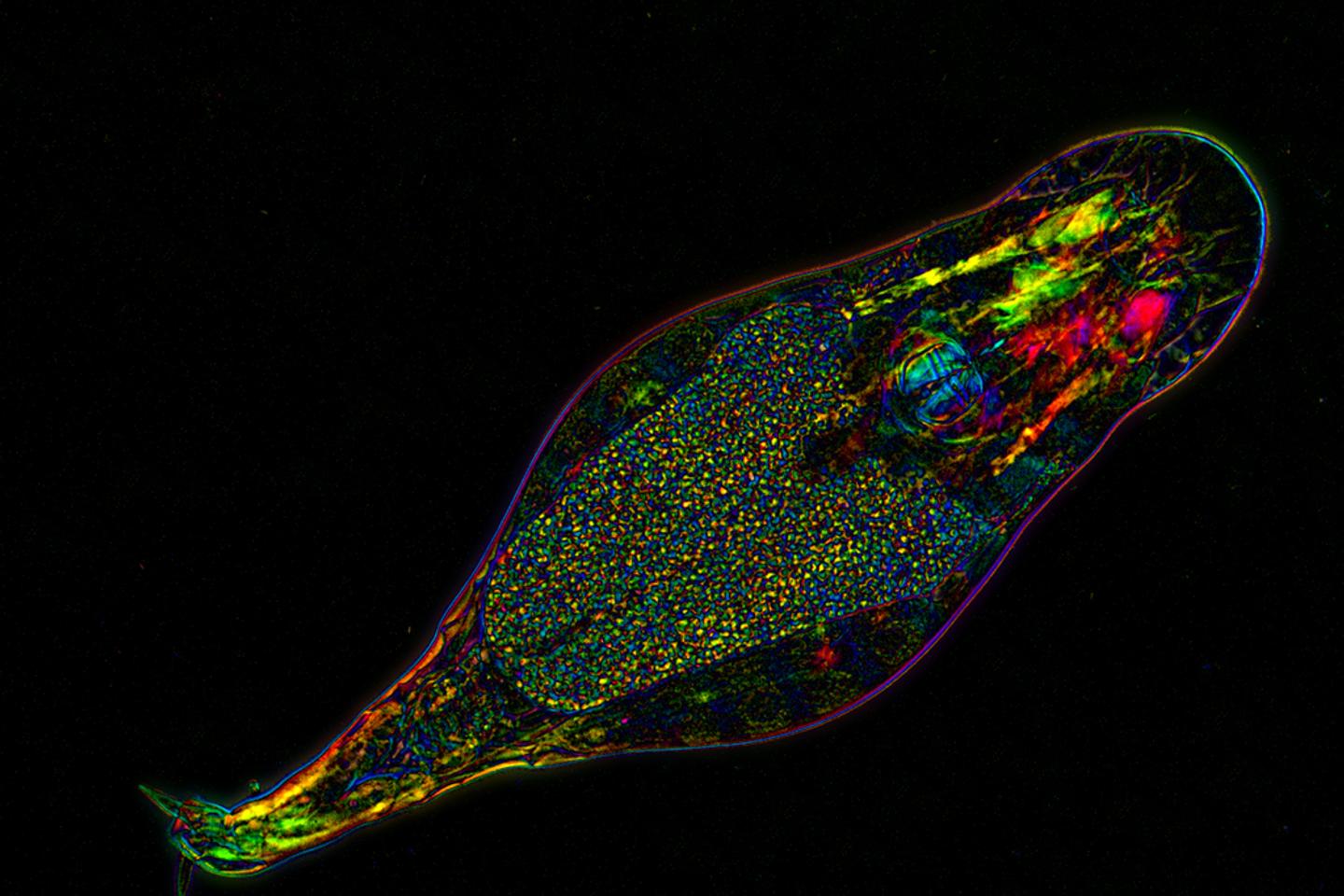 ill_3450885_9f06_rotifer_2.jpg