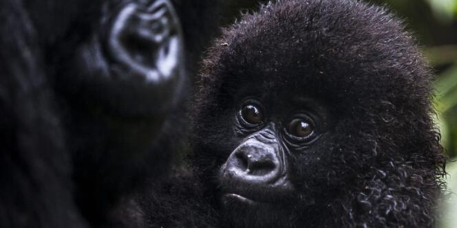 Des gorilles dans le parc des Virunga en RDC, qui abrite selon l'UICN un tiers de la population mondiale du gorille de montagne.