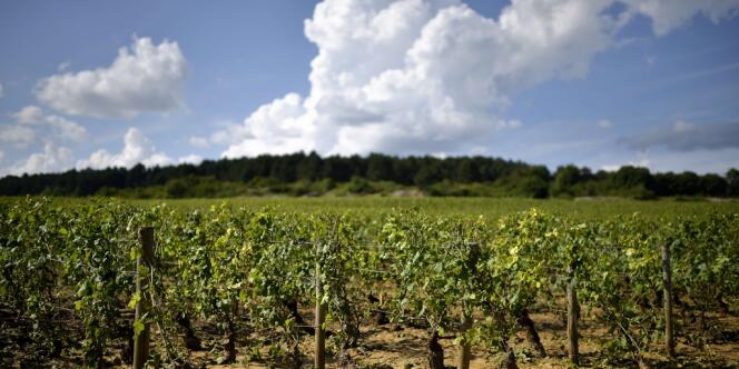 Le vignoble de Pommard (Bourgogne).