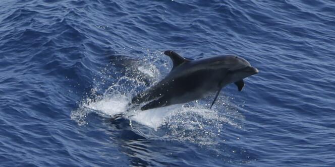 Un dauphin dans l'océan Atlantique, le 18 juillet.