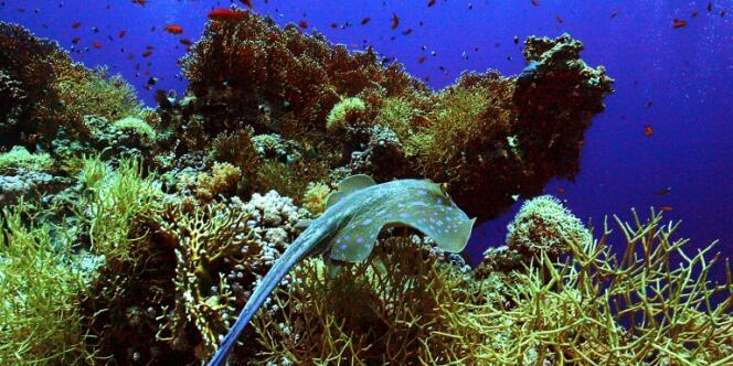 Selon une vaste étude publiée dans Nature Climate Change, les espèces marines se déplacent en moyenne de 72 km par décennie vers des latitudes plus élevées, du fait du réchauffement climatique.