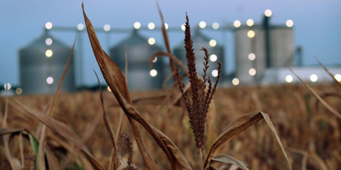 Un champ de maïs dans l'Illinois.