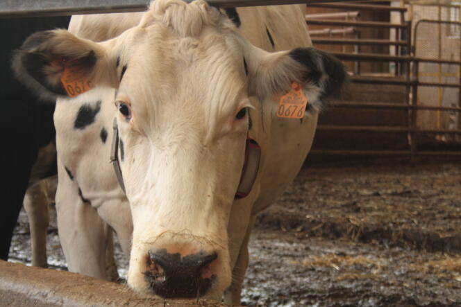 Depuis 50 ans, l'United States Meat Animal Research Center mène, avec l'argent du contribuable, des recherches « accroître l'efficacité » des vaches ou des moutons. Une enquête du New York Times dévoile son fonctionnement et les expériences pour le moins choquantes menées sur les animaux.