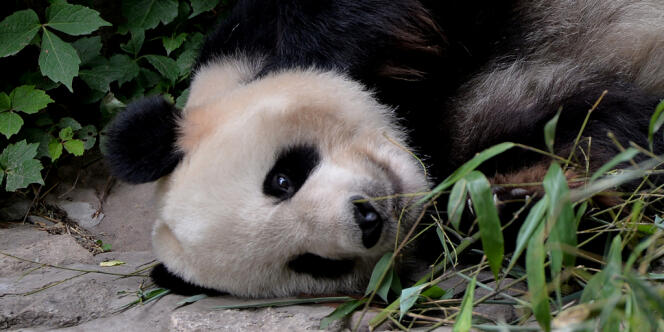 Un panda dans un zoo de Pékin, le 24 juin.