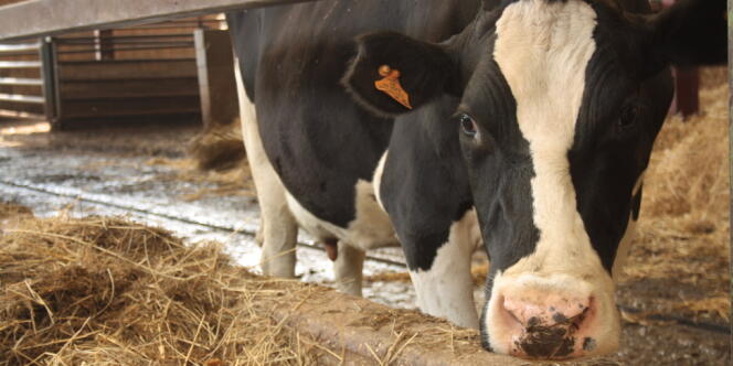 Dans la Somme, le projet de l'entreprise Ramery prévoit d'accueillir un millier de vaches laitières. Une rupture avec le modèle français d'élevage.