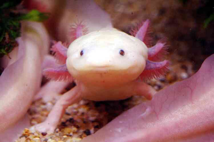 A rare albinism-type Mexicao Axolotl is displayed inside a tank at Taipei Sea World, 22 February, 2003.  Some 20 albinismed Axolotls are here to breed after getting the greenlight from the Convention on International Trade in Indangered Species of Wild Fauna and Flora (CITES).    AFP PHOTO/Sam YEH