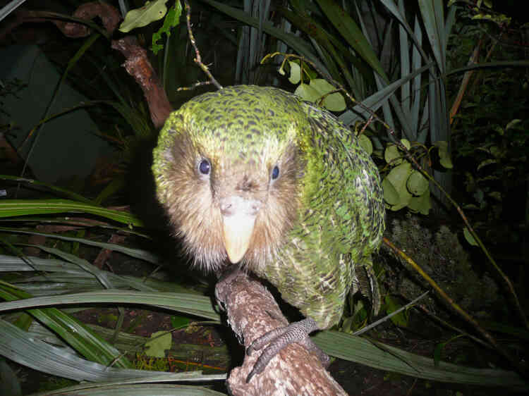 TO GO WITH NZealand-wildlife-conservation-kakapo by Neil Sands
This undated handout image received on June 20, 2012 from New Zealand's Department of Conservation shows a green kakapo on Codfish Island, off the South Island, an offshore sanctuary where the flightless birds have been bred since 1990. Flightless, slow-moving and at times more sexually attracted to humans than their own species, it's small wonder New Zealand's kakapo parrot is on the verge of extinction.  AFP PHOTO / HO / New Zealand Department of Conservation  ----EDITORS NOTE ----RESTRICTED TO EDITORIAL USE MANDATORY CREDIT " AFP PHOTO / New Zealand Department of Conservation"  NO MARKETING NO ADVERTISING CAMPAIGNS - DISTRIBUTED AS A SERVICE TO CLIENTS