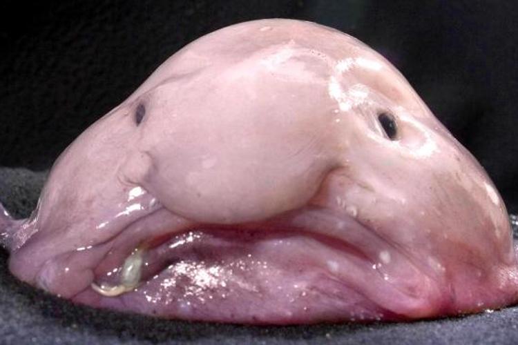 https://img.lemde.fr/2013/09/13/0/53/552/368/750/500/30/0/ill_3477116_039b_blobfish.jpg