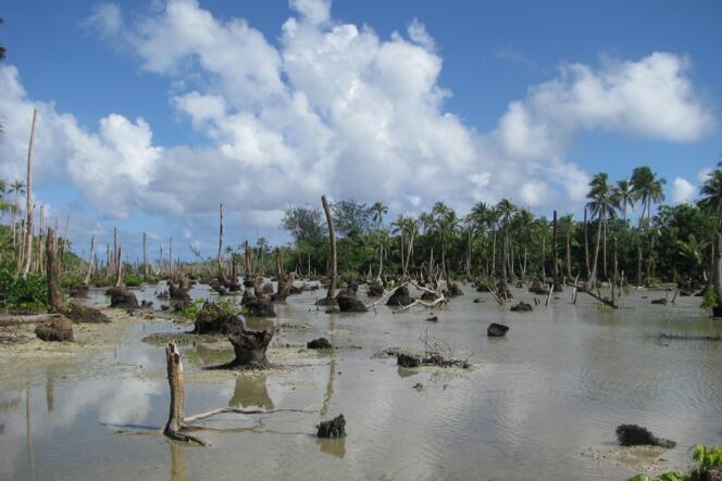 Une plantation de cocotiers inondée sur les îles Torrès, au nord de l’archipel.