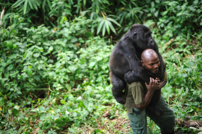 Un gardien du parc national Virunga, dans l'est de la RDC, joue avec un jeune gorille orphelin