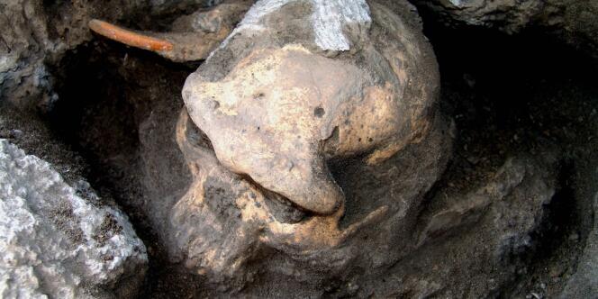 Le crâne fossile découvert à Dmanisi, en Géorgie.