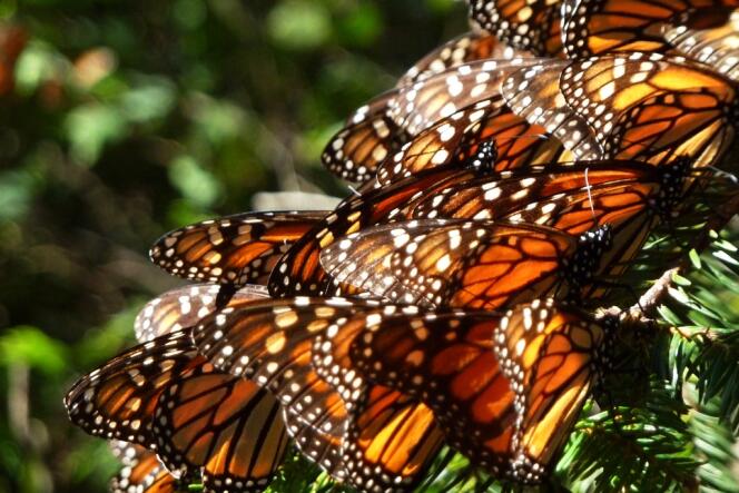Papillons monarches pendant leur migration.