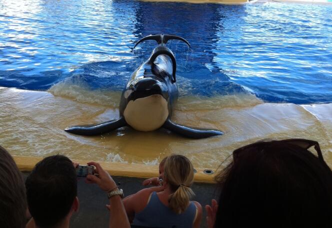 Tilikum, considéré comme le plus gros orque vivant en captivité, devant les visiteurs du parc aquatique d'Orlando, en Floride. Il est impliqué dans la mort de trois personnes.