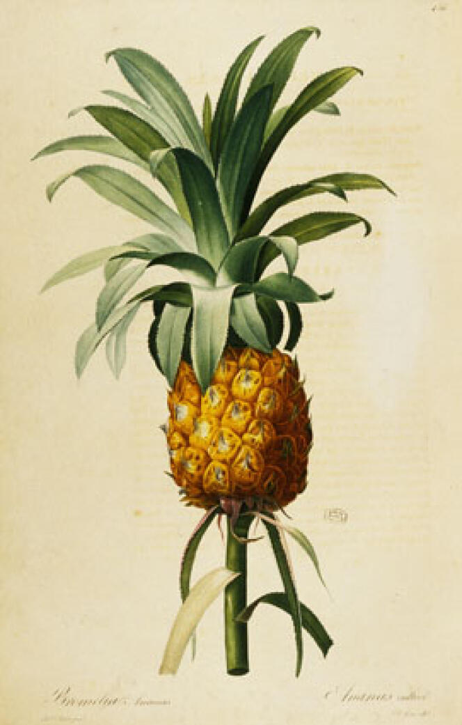 Ananas immortalisé en 1816 par Pierre-Joseph Redouté (1759-1840), surnommé le «Raphaël des plantes ».