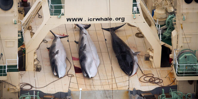 Trois baleines pêchées par le navire japonais 