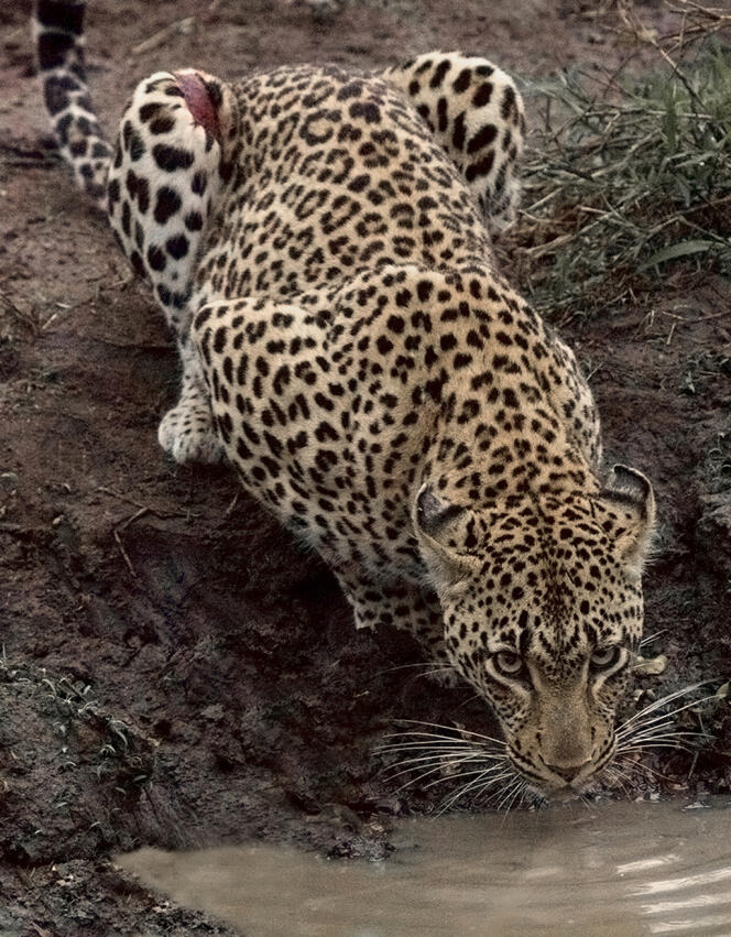 En Afrique subsaharienne, l'extermination des léopards a contribué à la multiplication des babouins, qui ont ravagé les récoltes