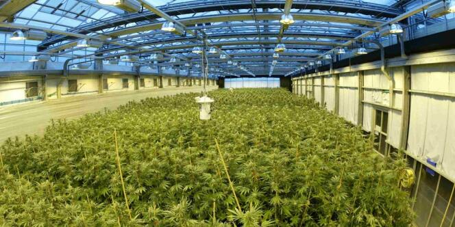 Unité de production de cannabis pour le Sativex, le 10 novembre 2013.