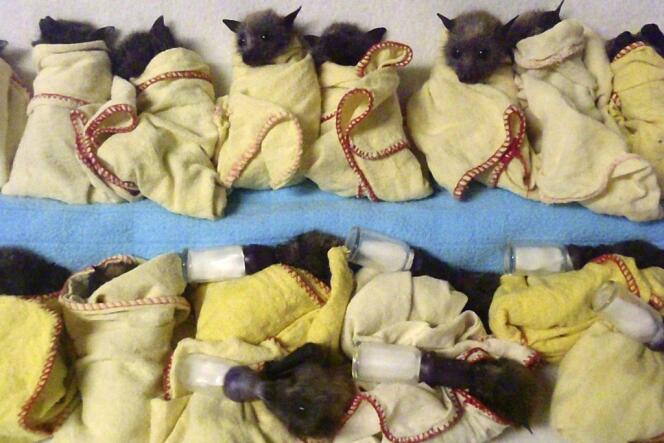 Des jeunes chauves-souris soignées à l'Australien Bat Clinic, près de Gold Coast, en Australie le 9 janvier.