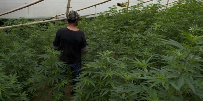 Un homme marche dans une serre abritant des plants de marijuana, le 9 décembre à Corinto, Colombie.
