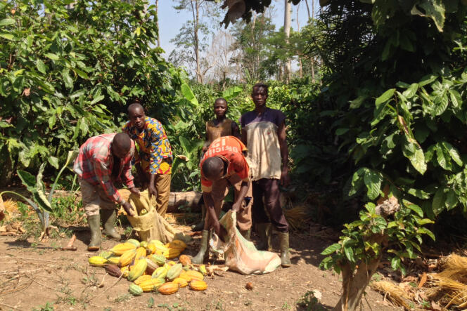 Récolte illégale de cacao par des paysans burkinabés, dans le parc national du Mont-Péko (Côte d’Ivoire), en janvier 2014.