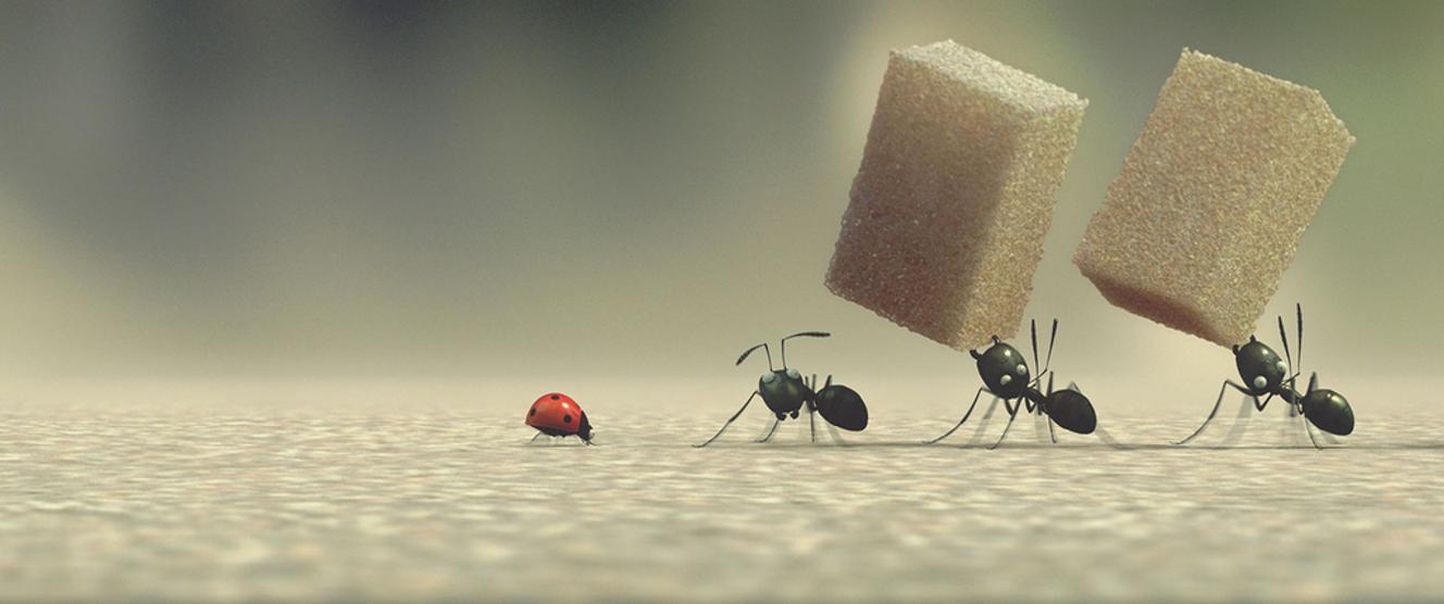 « Minuscule, la vallée des fourmis perdues » un combat épique entre insectes