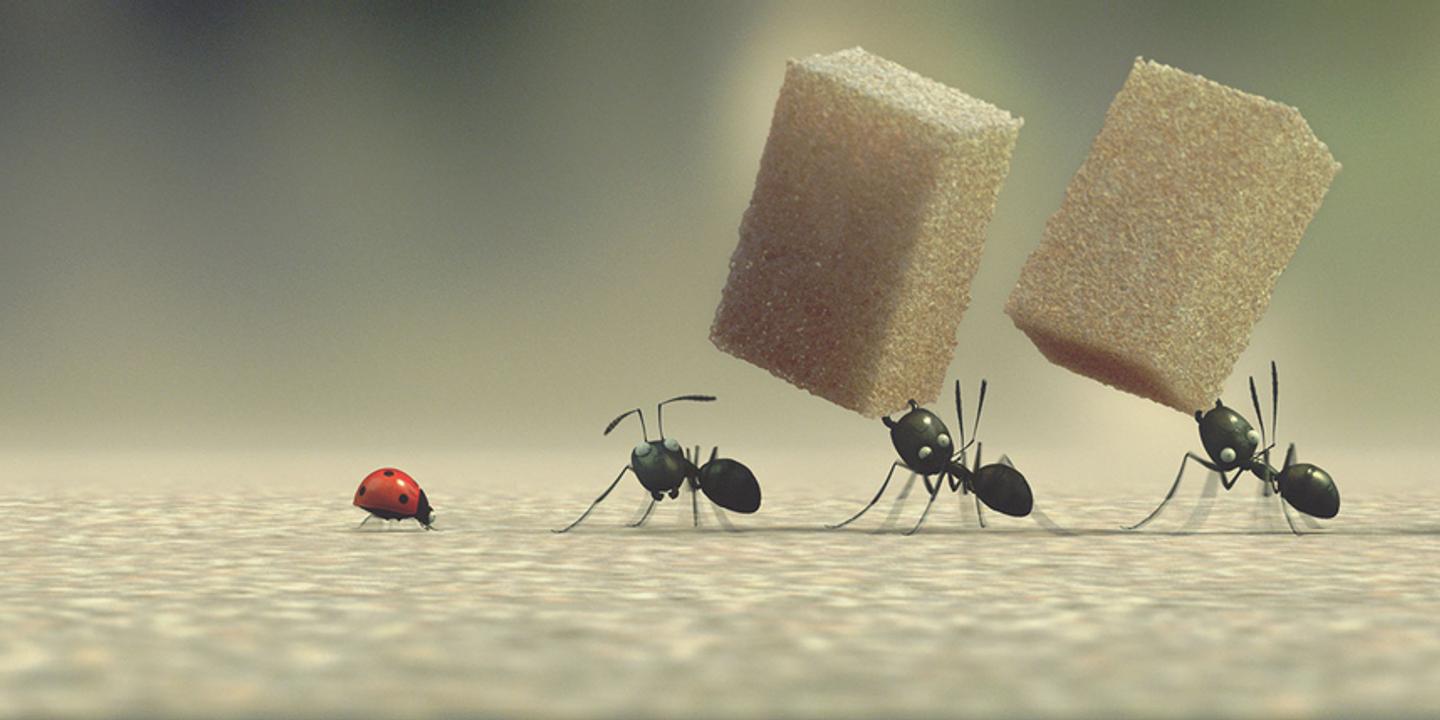 Minuscule La Vallee Des Fourmis Perdues Un Combat Epique Entre Insectes