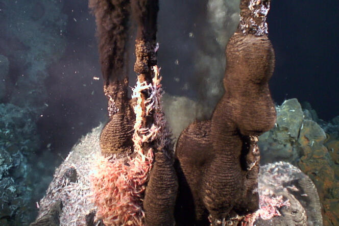 Cheminées hydrothermales colonisées par des essaims de crevettes,  à 3600 mètres de profondeur, sur la ride médio-atlantique
