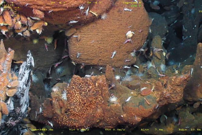 Une faune très diversifiée prospère autour des sites hydrothermaux, malgré la pression extrême, l'obscurité totale et les composés chimiques extrêmement toxiques dans lesquels elle baigne