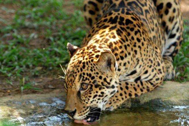 Un jaguar en captivité à Corumba de Goias au Brésil.