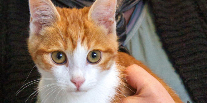 Le chaton Oscar, le 3 février, dans un centre SPA à Marseille. 