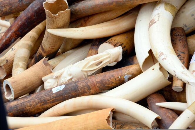 Les stocks d'ivoire détruits, le 6 février à Paris.