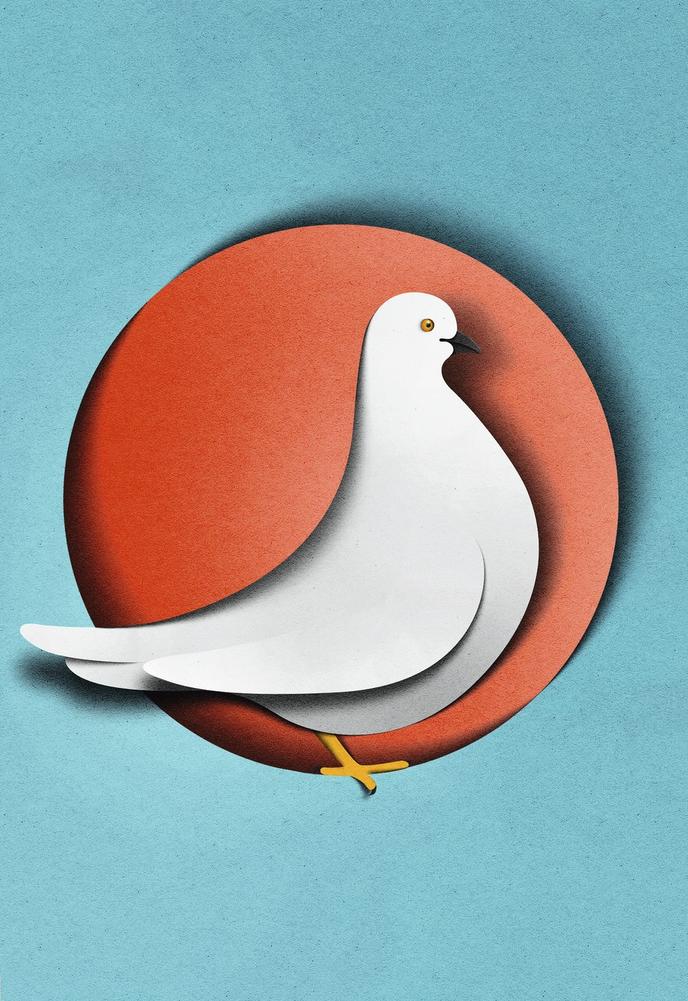 Le Pigeon Un Drôle Doiseau