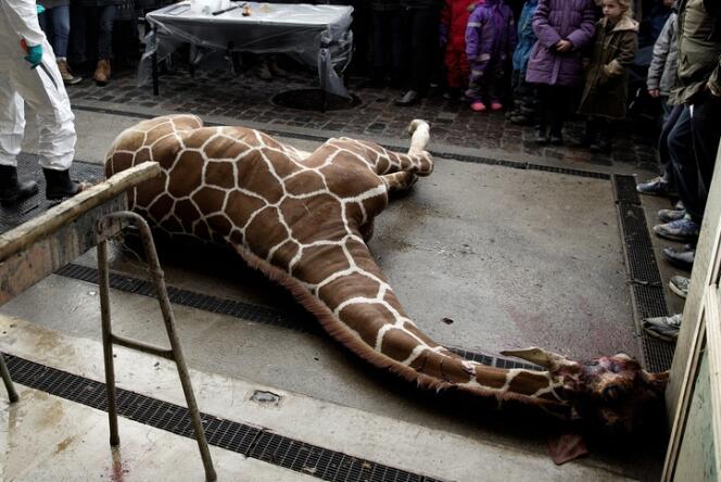 La dépouille du girafon euthanasié au zoo de Copenhague, avant sa dissection devant le public, le 9 février. 