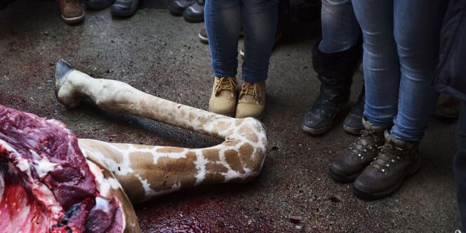 Une partie de la dépouille du girafon exécuté au Zoo de Copenhague, le 9 février.