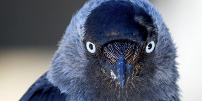 La brillance de ses yeux permet au choucas de prévenir ses congénère de sa présence dans un nid.