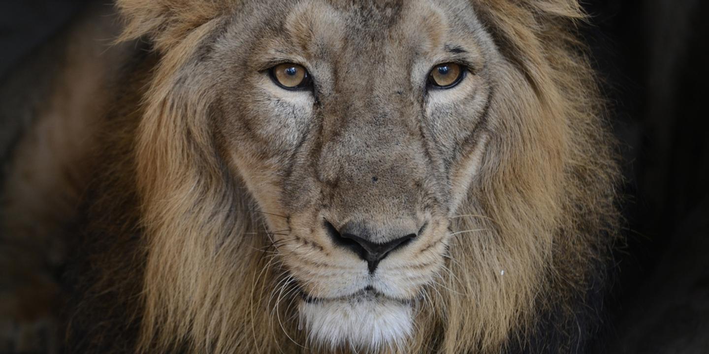 Quel Avenir Pour Les Icones De La Savane Africaine Quel Avenir Pour Les Icones De La Savane Africaine