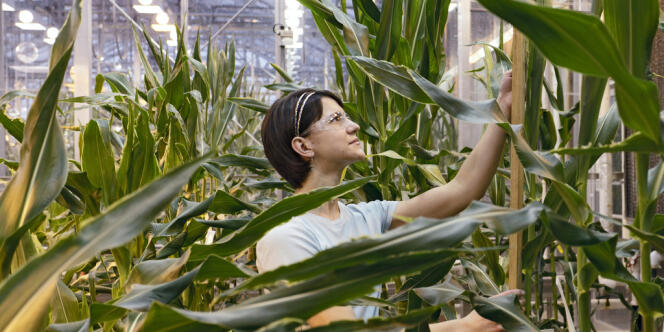 Du maïs dans un laboratoire du semencier américain Pioneer, à Johnston (Iowa), en février 2012. 