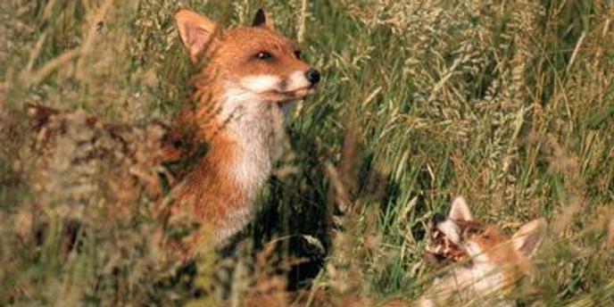 Quand La Chasse Au Renard Devient Une Fête