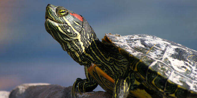 La tortue de Floride, une des espèces symboles de l'invasion biologique.
