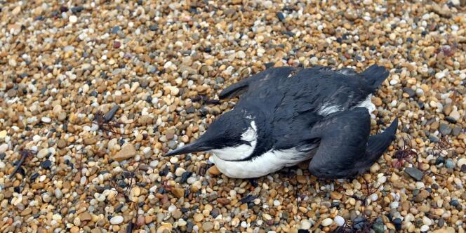 Un oiseau blessé sur une plage à Anglet, le 11 février.