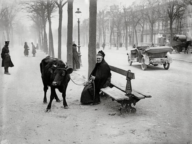  Après avoir fui la zone des combats, une vieille dame se réfugie à Amiens avec la seule chose qui lui reste : une vache. Photo prise le 28 mars 1918.