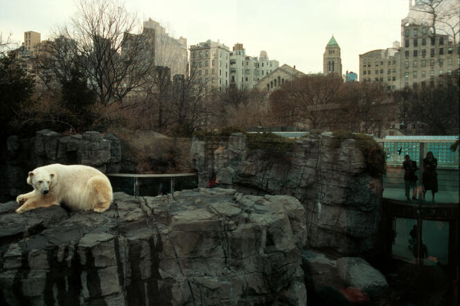 New York, 1994. Zoo de Central Park.

