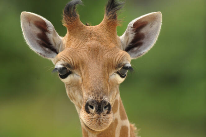  Une girafe de l’Ouest (Giraffa camelopardalis). Les seize spécimen du zoo de Vincennes font partie des rares groupes d'animaux à ne pas avoir quitté l'établissement pendant les six années de fermeture. 