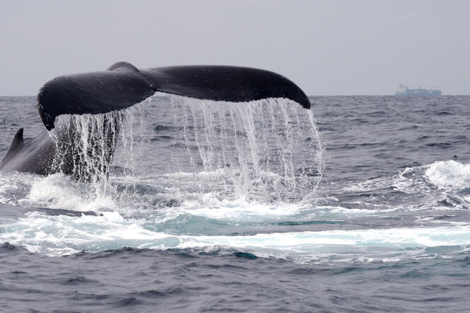 Une baleine au large du Gabon, en juillet 2013.