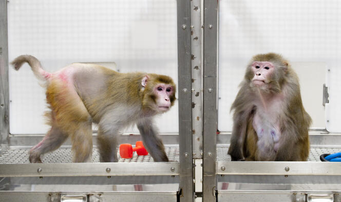 Des macaques rhésus dans l’université américaine de Wisconsin-Madison, en mai 2009.