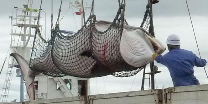 Une baleine pêchée par un navire japonais en septembre 2013.