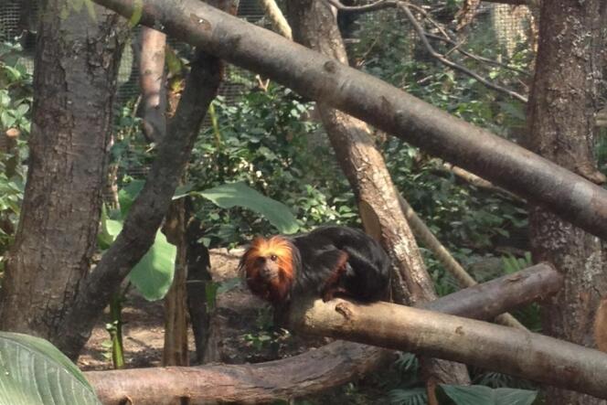 Un singe dans la serre tropicale du zoo de Vincennes