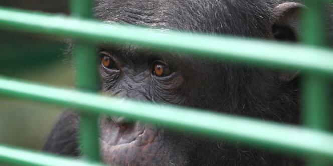 Un chimpanzé confisqué dans un zoo au Liban, le 14 avril.
